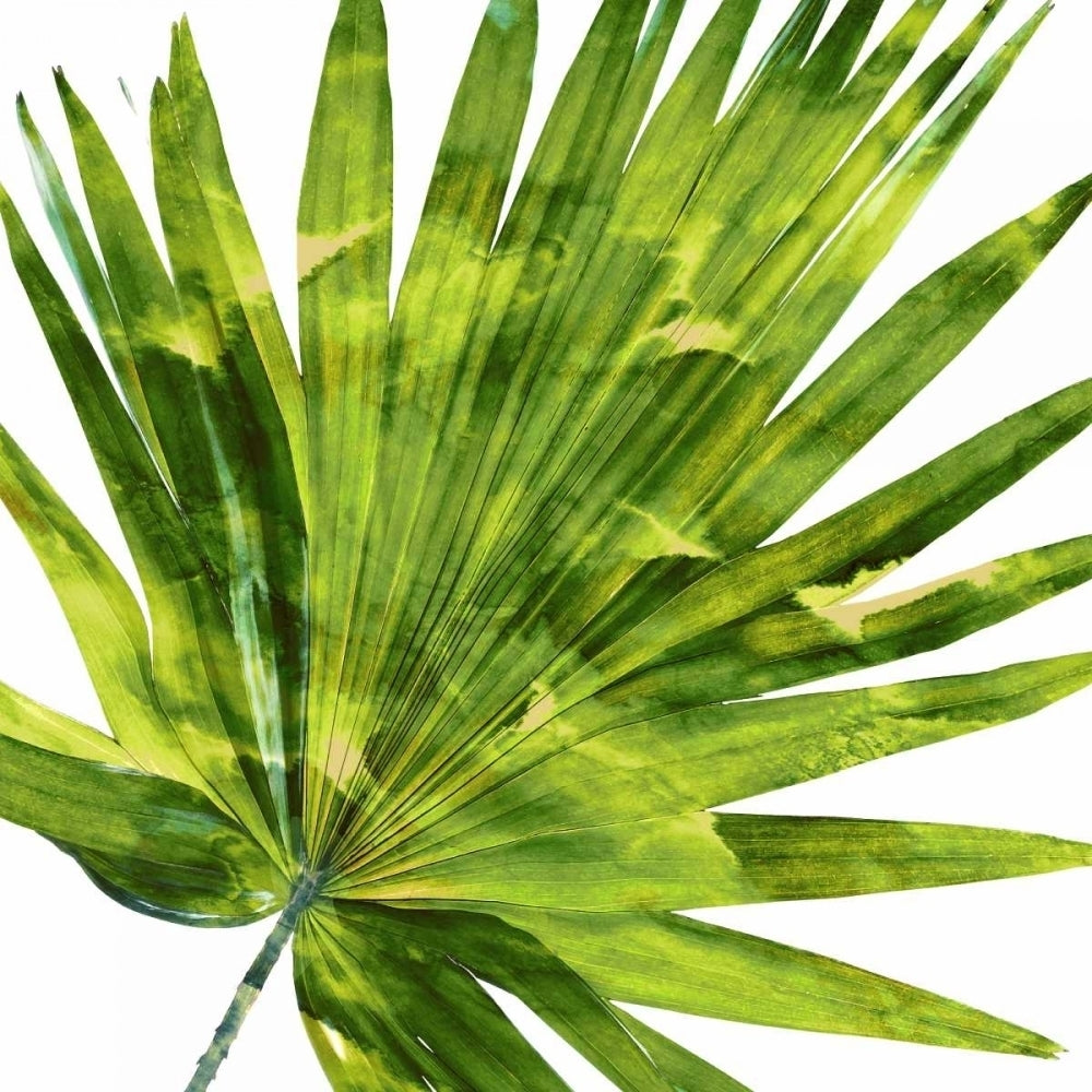 Tropical Palm IV Poster Print by Melonie Miller-VARPDXMMR114339 Image 1