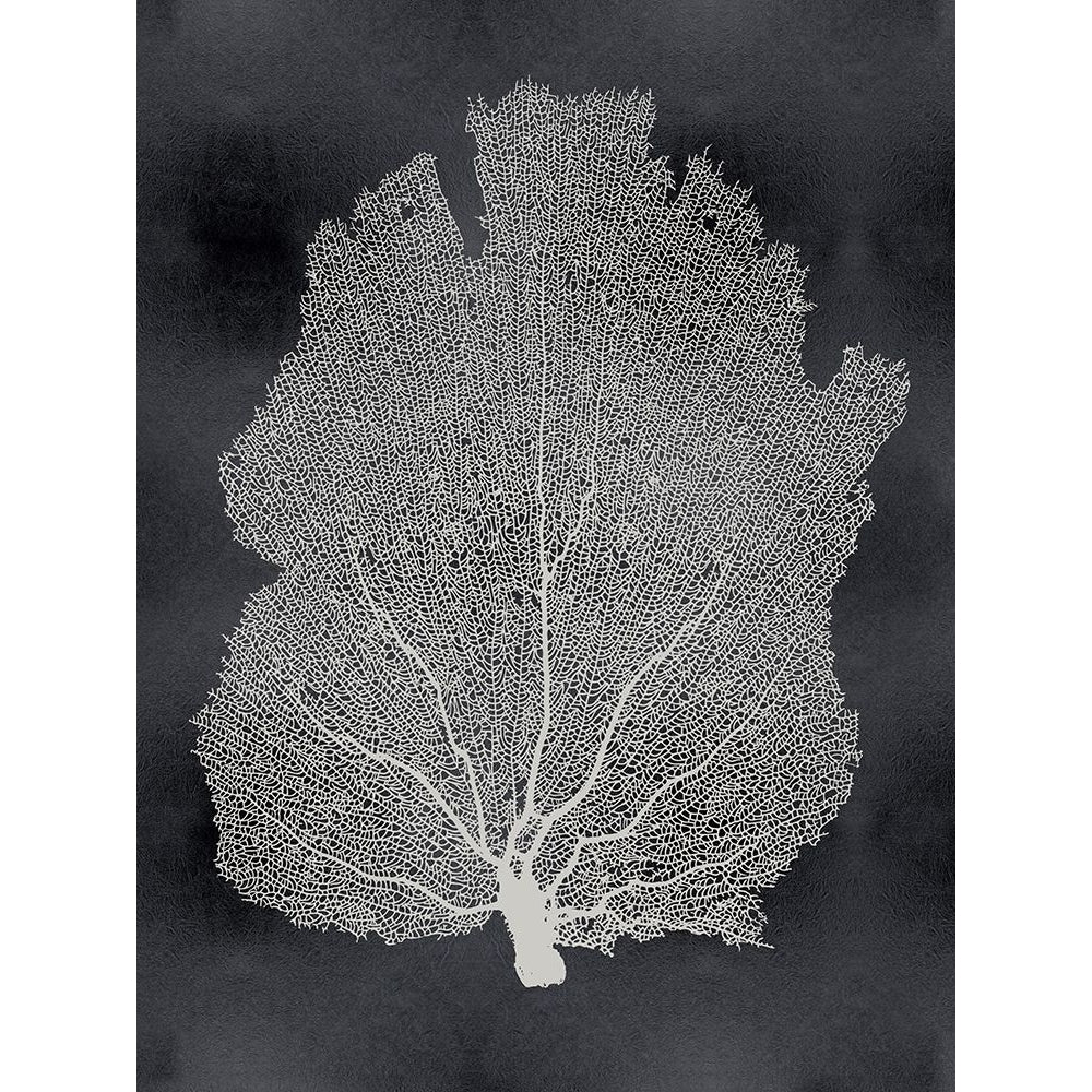 Sea Fan on Black I Poster Print by Melonie Miller-VARPDXMMR116767 Image 1