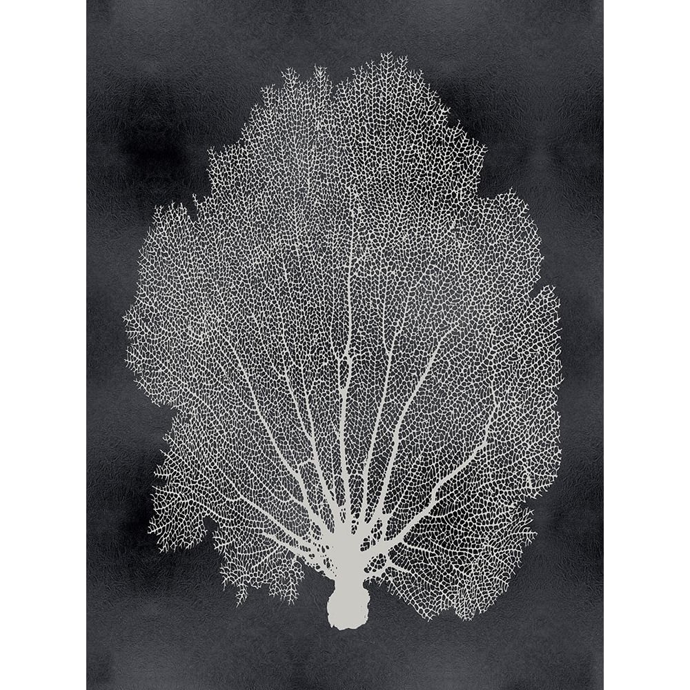 Sea Fan on Black II Poster Print by Melonie Miller-VARPDXMMR116768 Image 1