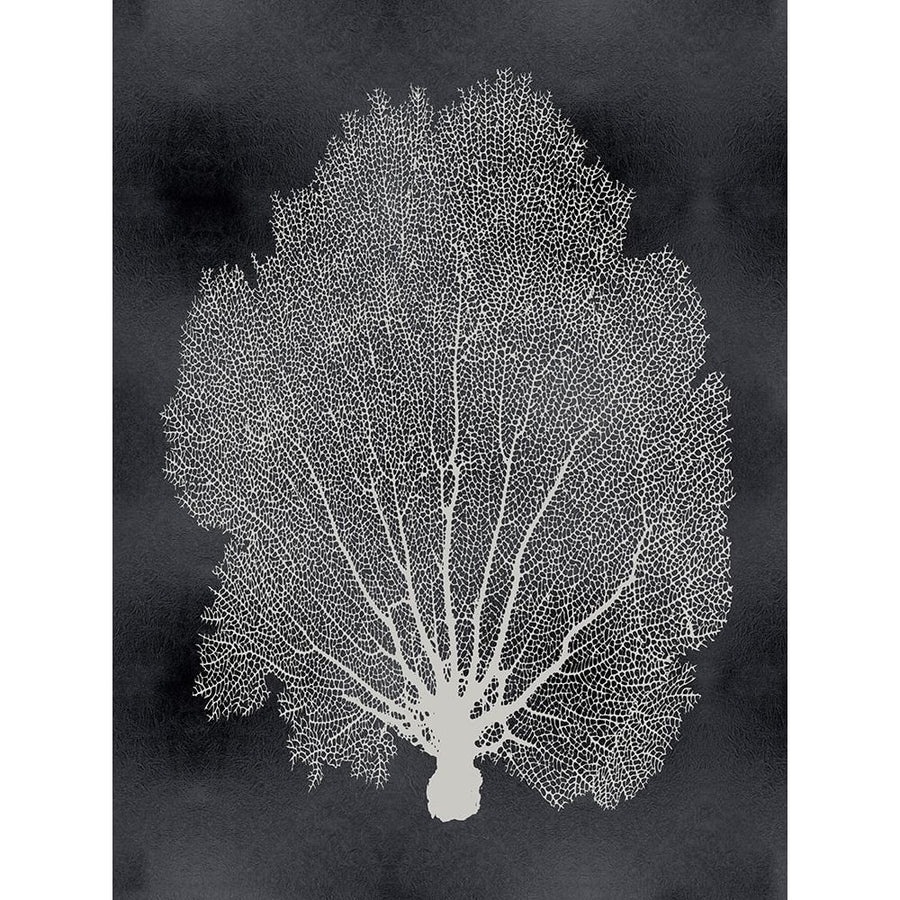 Sea Fan on Black II Poster Print by Melonie Miller-VARPDXMMR116768 Image 1