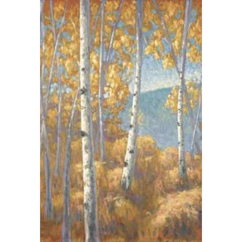 Aspen Forest I Poster Print by John Macnab-VARPDXMNB016 Image 1