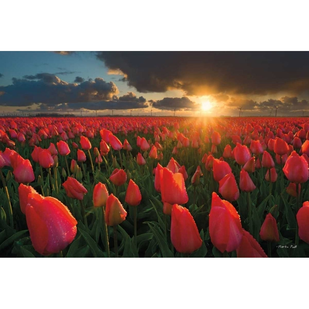 Tulips at Sunset Poster Print by Martin Podt-VARPDXMPP183 Image 1