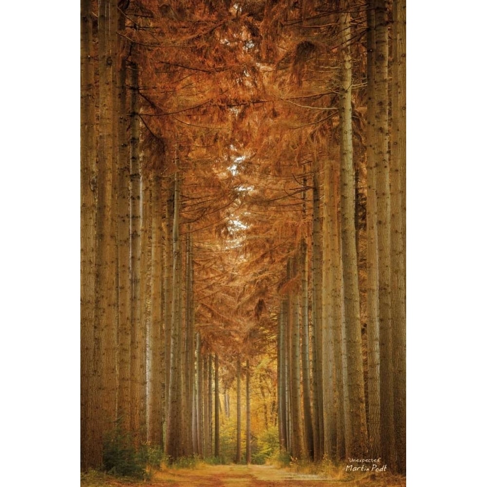 Unexpected Poster Print by Martin Podt-VARPDXMPP258 Image 1