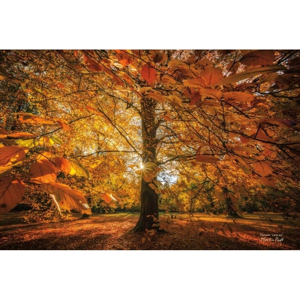 Autumn Leaves Poster Print by Martin Podt-VARPDXMPP263 Image 1