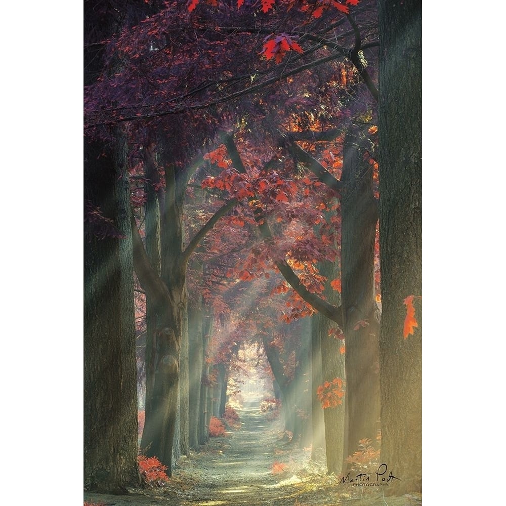 Path of Happiness Poster Print by Martin Podt-VARPDXMPP430 Image 1