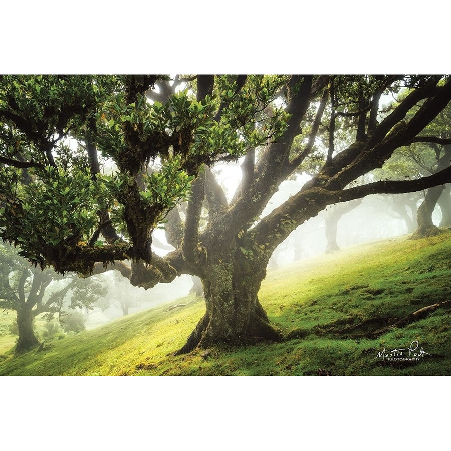 King of the Forest Poster Print by Martin Podt-VARPDXMPP458 Image 1