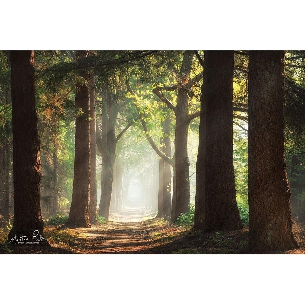 Fresh Green Forest Poster Print by Martin Podt-VARPDXMPP424 Image 1