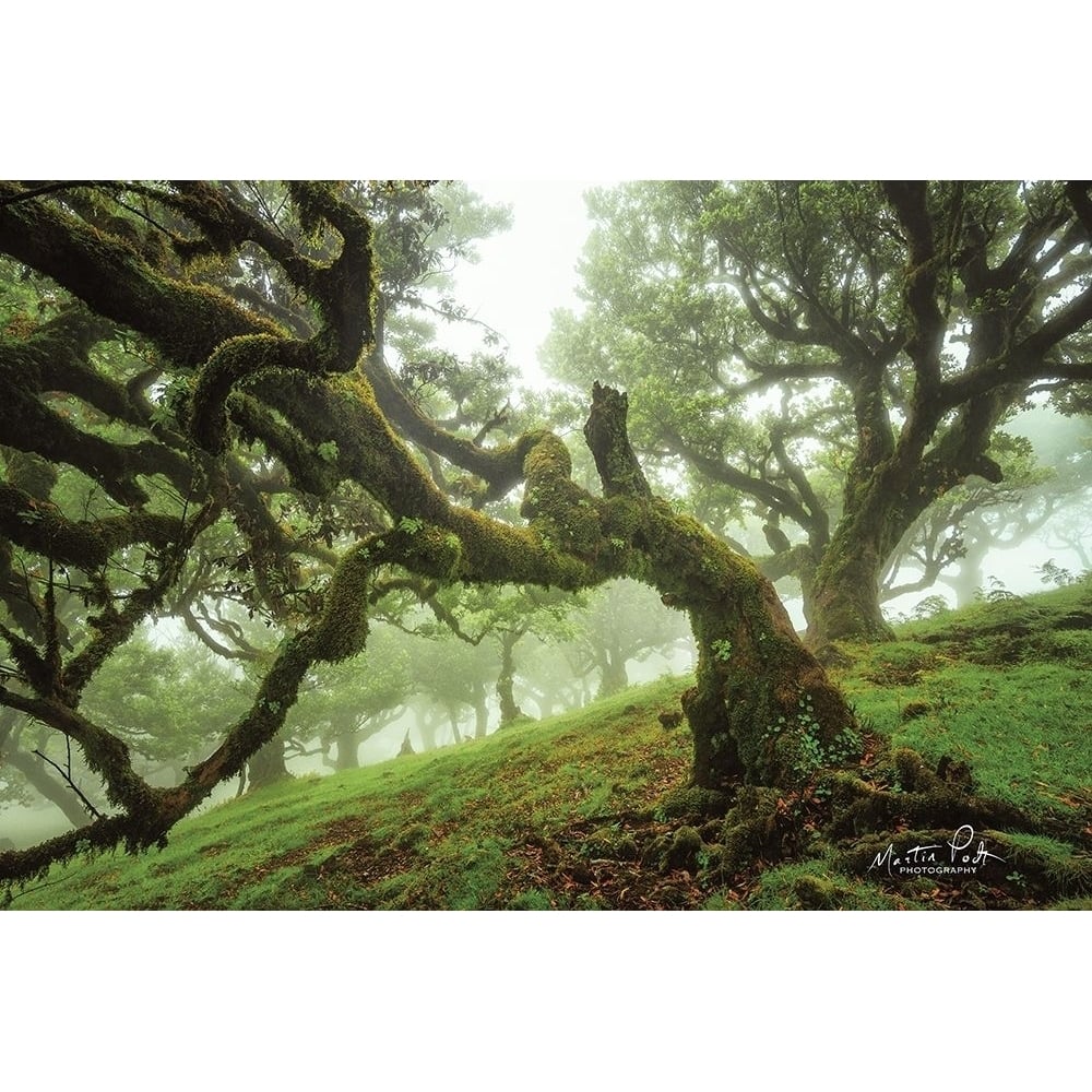 Tentacles Poster Print by Martin Podt-VARPDXMPP502 Image 1