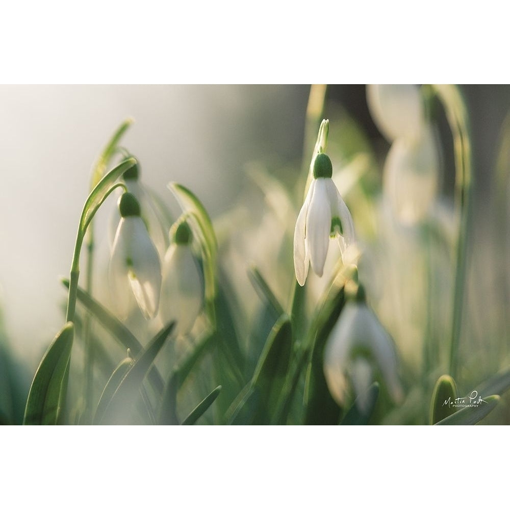 Snowdrops Poster Print by Martin Podt-VARPDXMPP597 Image 1