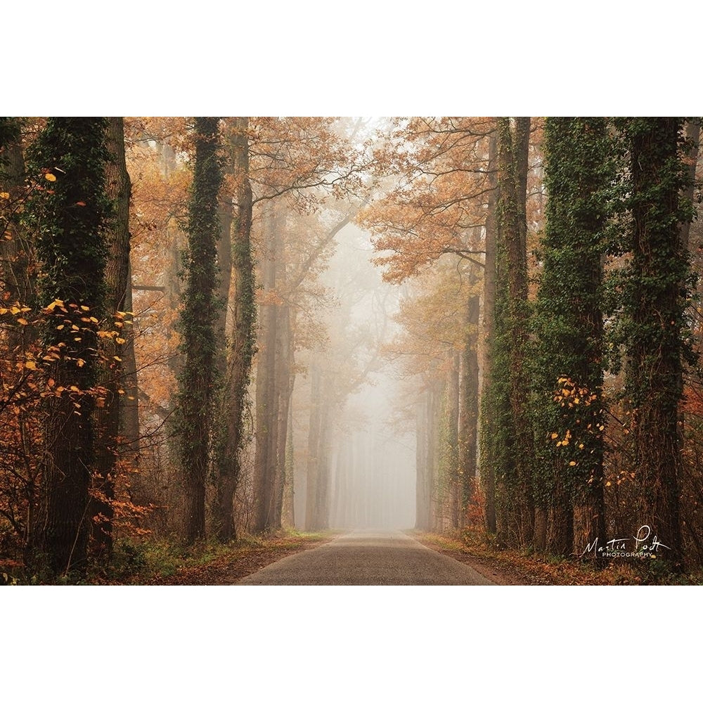 Foggy Autumn Road by Martin Podt-VARPDXMPP519 Image 1