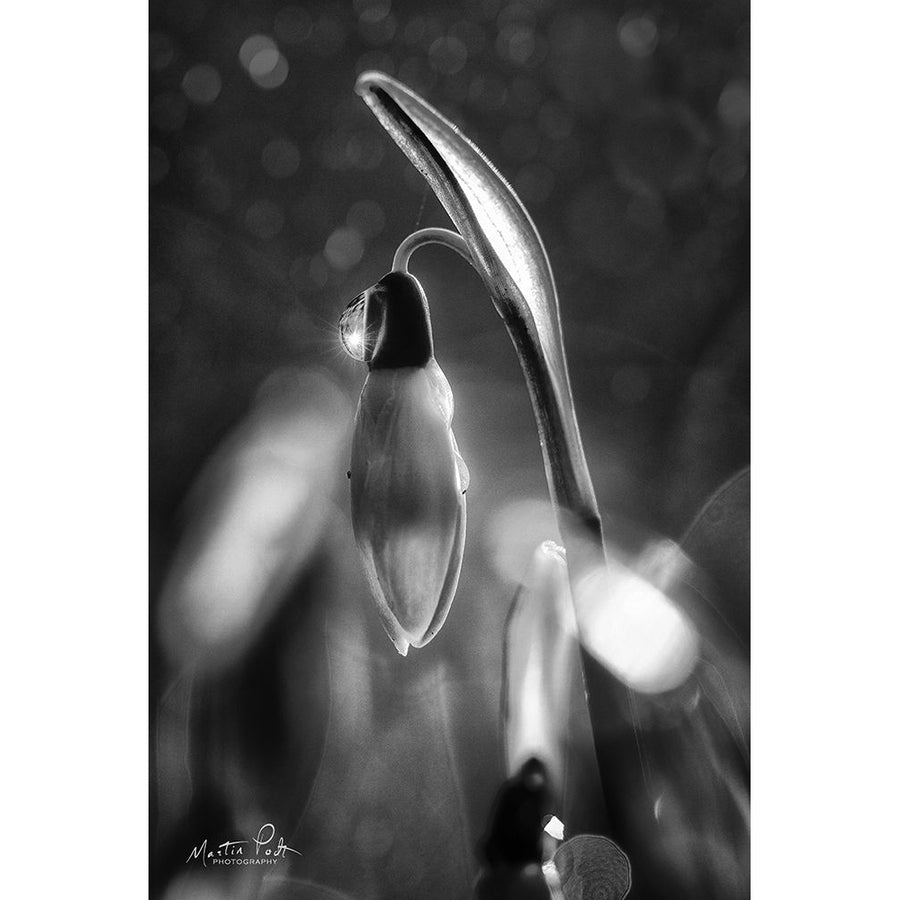 Snowdrops in Black and White Poster Print by Martin Podt-VARPDXMPP548 Image 1