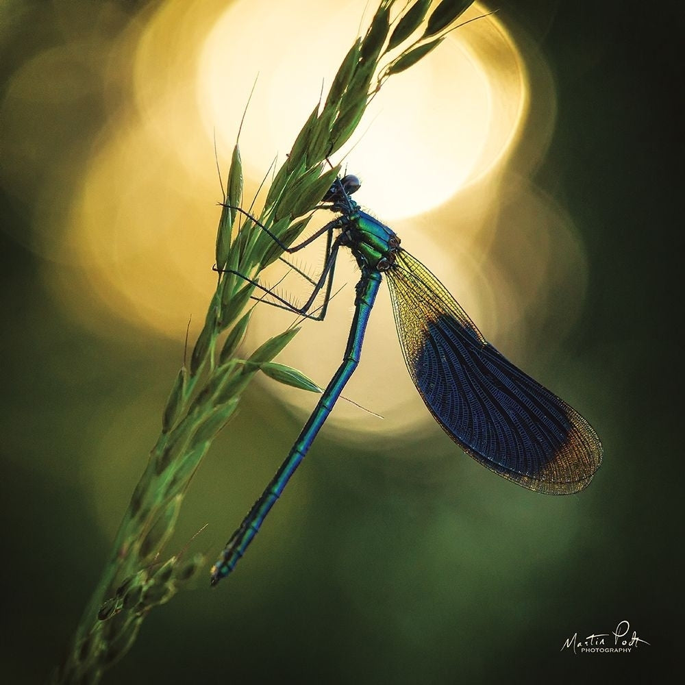 Damselfly in Backlight Poster Print by Martin Podt-VARPDXMPP588 Image 1