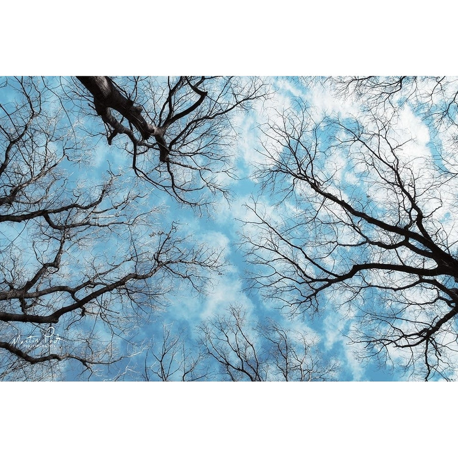 Reaching for the Sky Poster Print by Martin Podt-VARPDXMPP517 Image 1