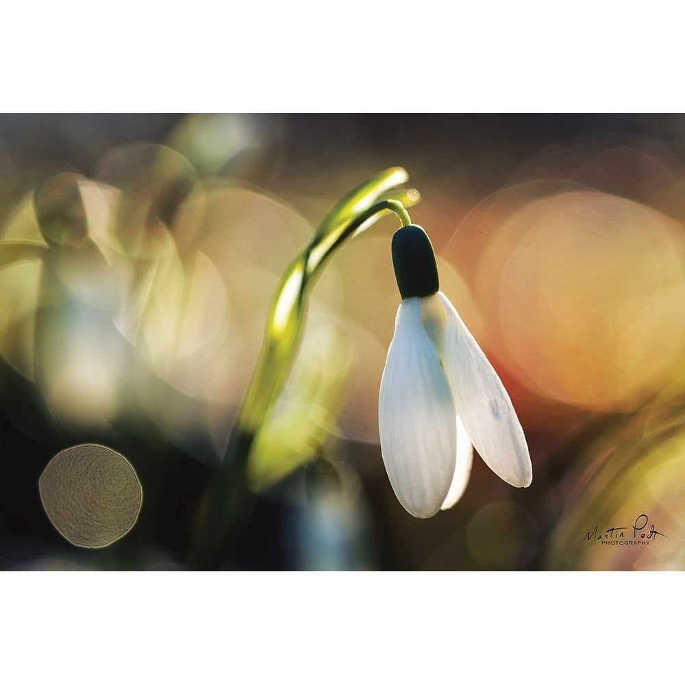 Snowdrops III Poster Print by Martin Podt-VARPDXMPP550 Image 1