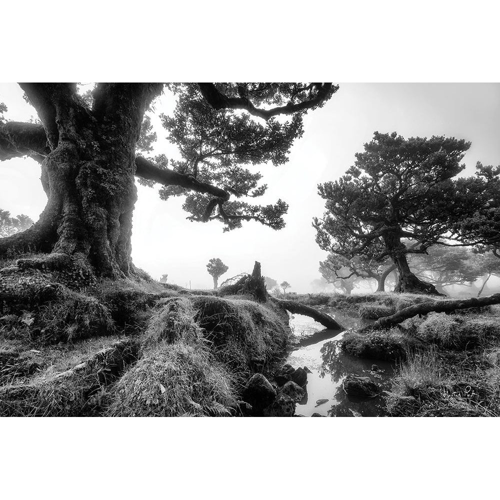 Black and White Fanal Poster Print by Martin Podt-VARPDXMPP609 Image 1