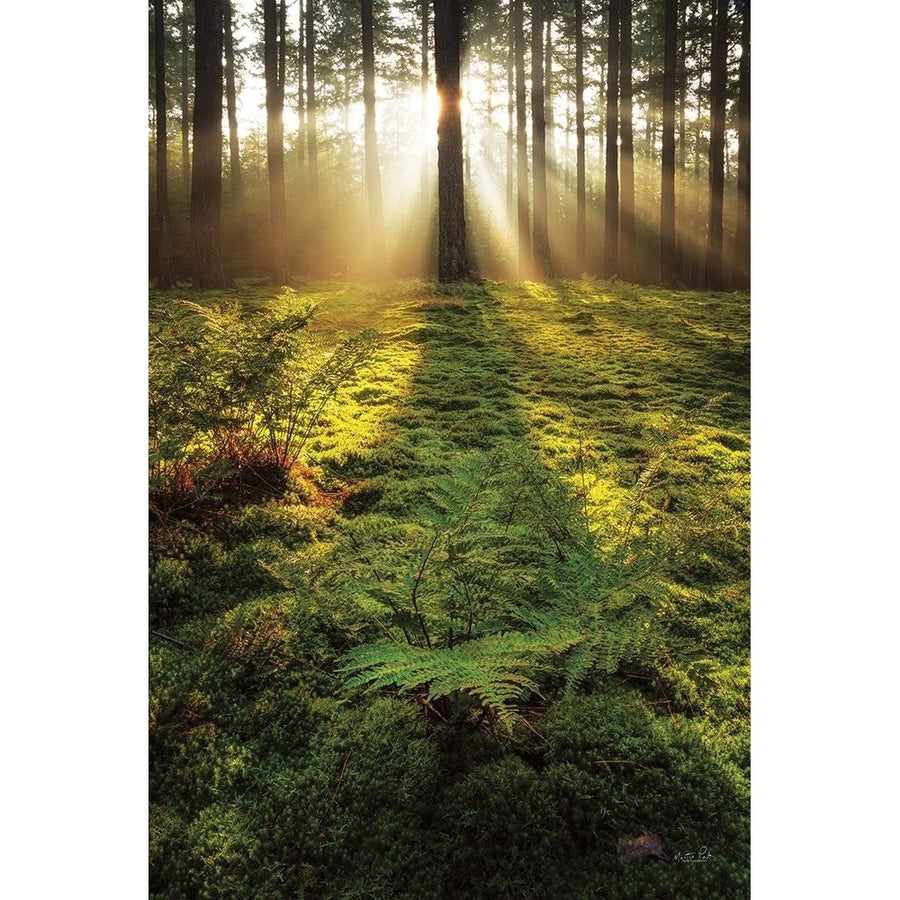 Ferns in the Morning Light Poster Print by Martin Podt-VARPDXMPP679 Image 1