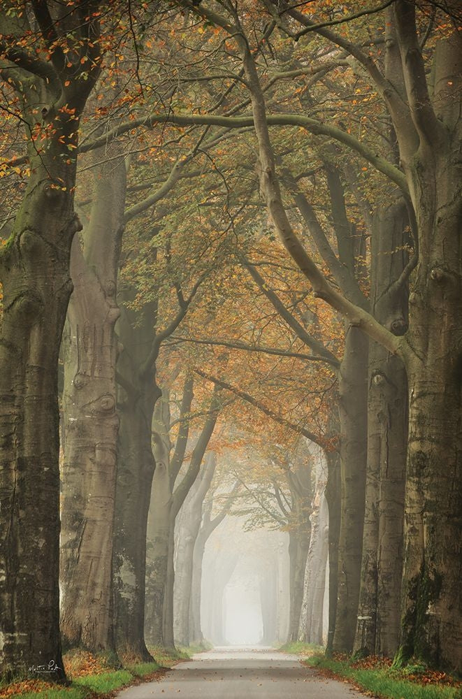 Beech Lined Road by Martin Podt-VARPDXMPP775 Image 1