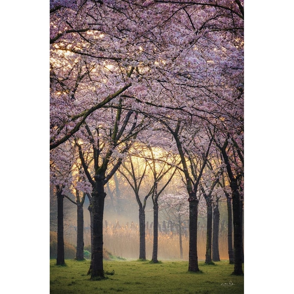 Cherry Trees at Sunrise Poster Print - Martin Podt-VARPDXMPP797 Image 1