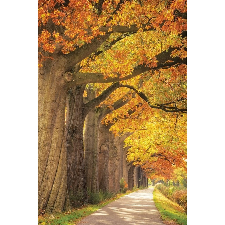 Autumn Path Poster Print - Martin Podt-VARPDXMPP764 Image 1