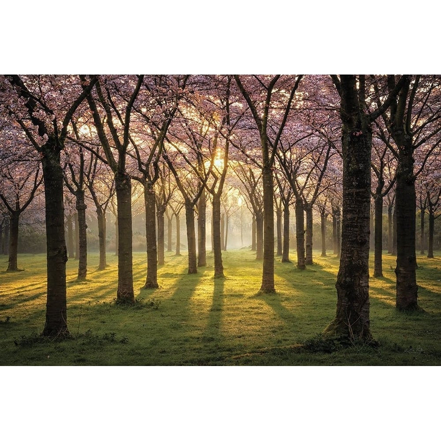 Cherry Trees in Morning Light I Poster Print - Martin Podt-VARPDXMPP798 Image 1