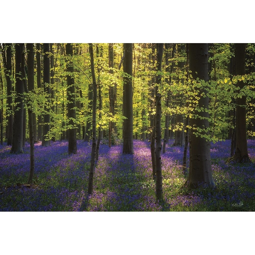 Fresh Green and Bluebells Poster Print - Martin Podt-VARPDXMPP816 Image 1