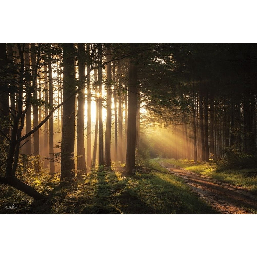 Light and Pines Poster Print - Martin Podt-VARPDXMPP838 Image 1