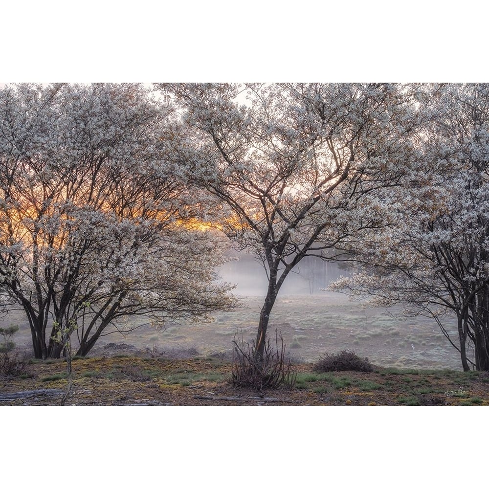 Spring Bushes Poster Print - Martin Podt-VARPDXMPP812 Image 1