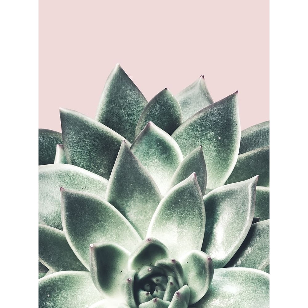 Succulent Queen by Marcus Prime-VARPDXMPRC1117A Image 1