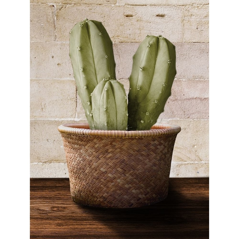 Cacti In Sunlight Poster Print - Marcus Prime-VARPDXMPRC1461A Image 1