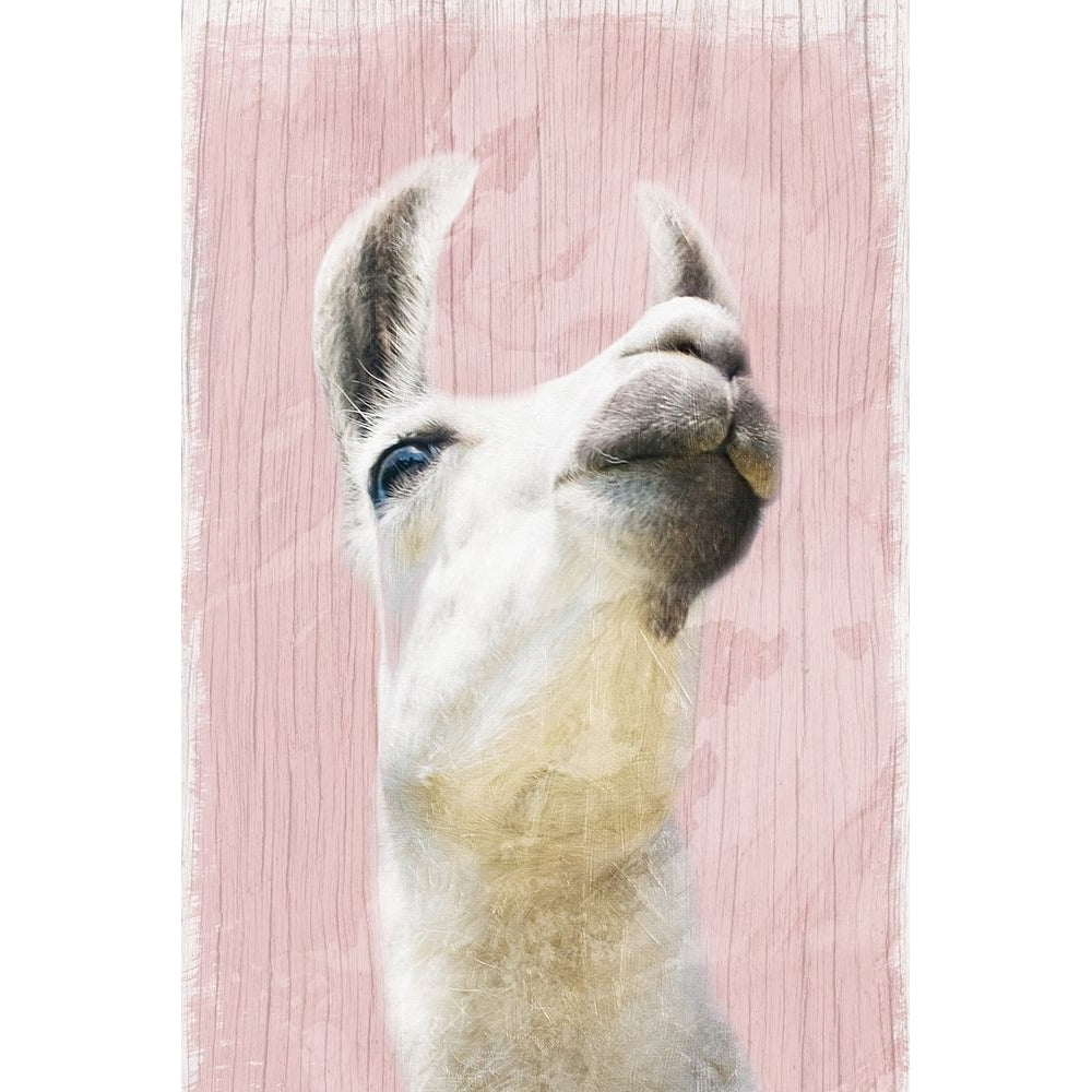 Llama Love 2 Poster Print by Marcus Prime-VARPDXMPRC241B Image 1