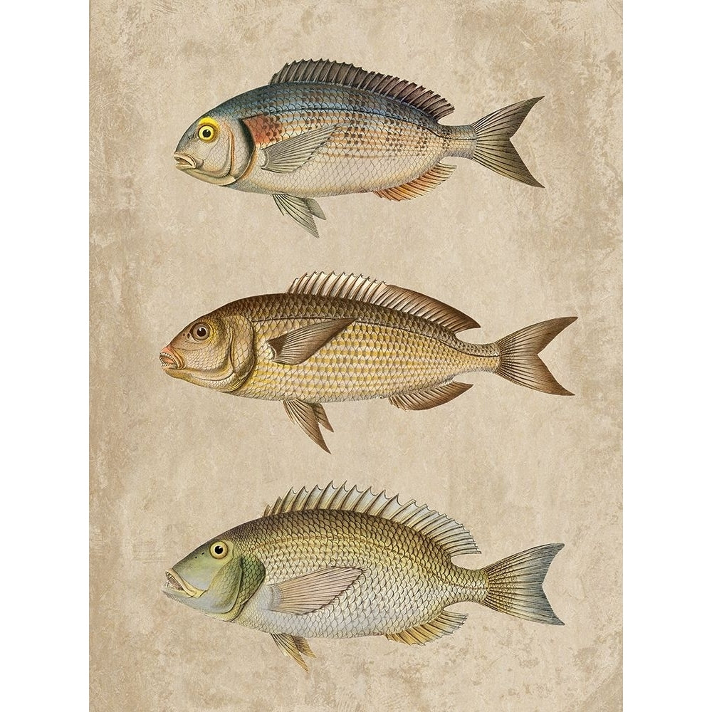 Fish Friends 2 Poster Print by Marcus Prime-VARPDXMPRC274B Image 1