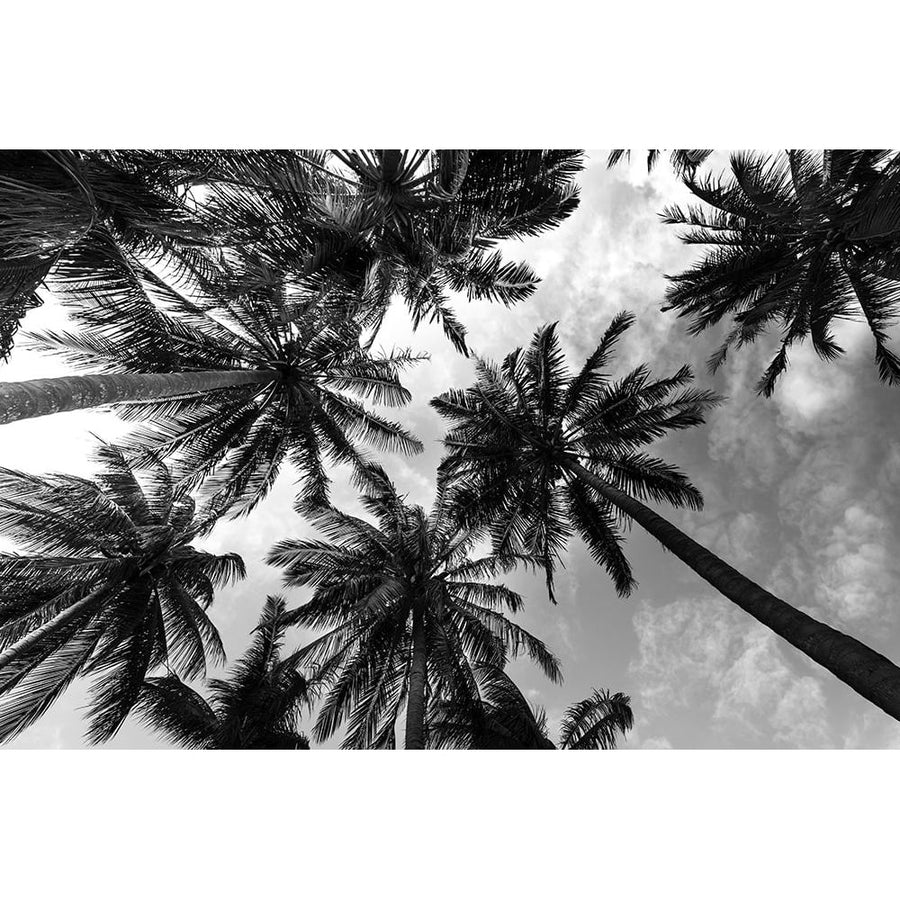 Passerby Palms 2 Poster Print by Marcus Prime-VARPDXMPRC649B Image 1