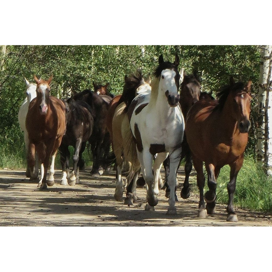 Galloping Friends Poster Print by Marcus Prime-VARPDXMPRC733A Image 1