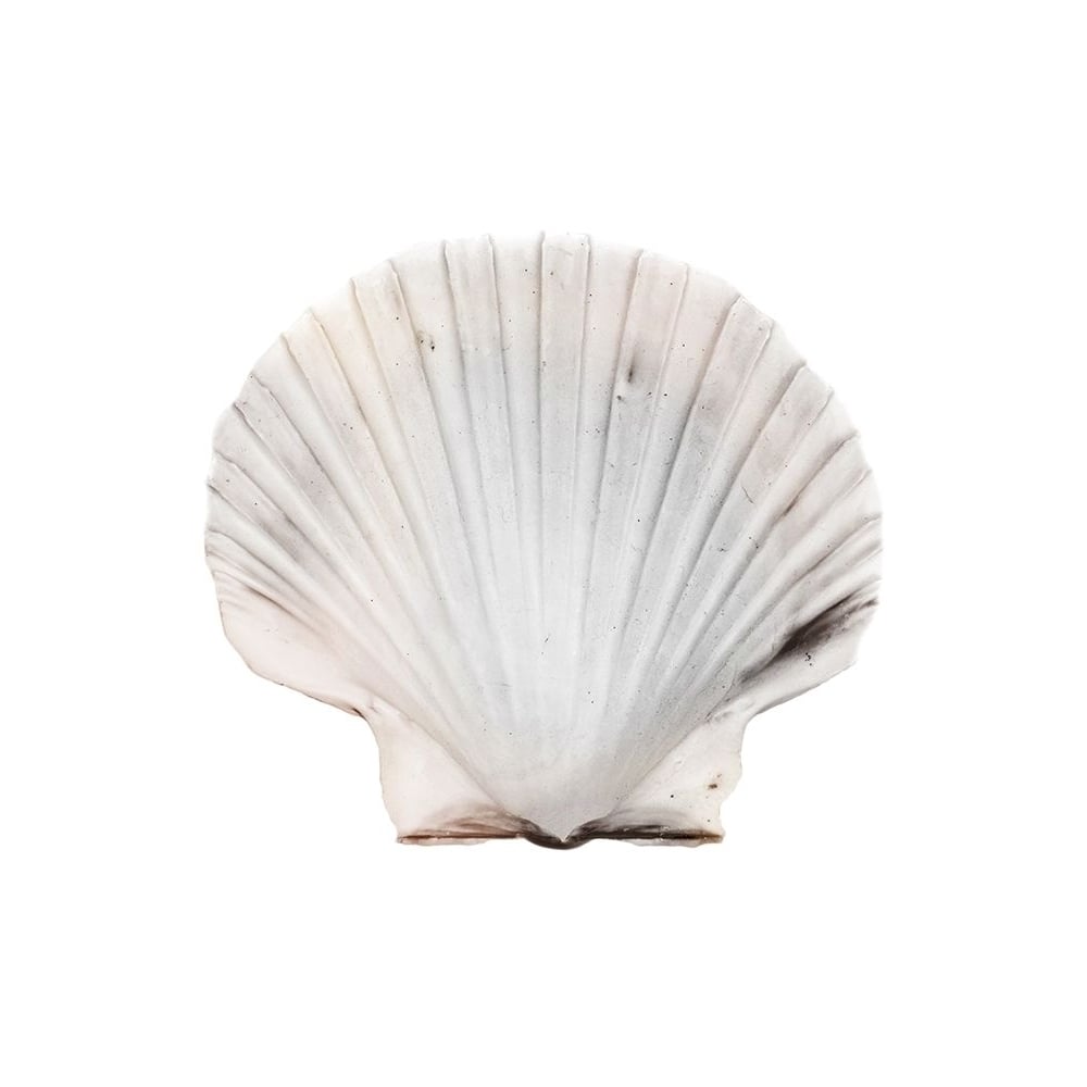 Calming Shell by Marcus Prime-VARPDXMPRC918A Image 1