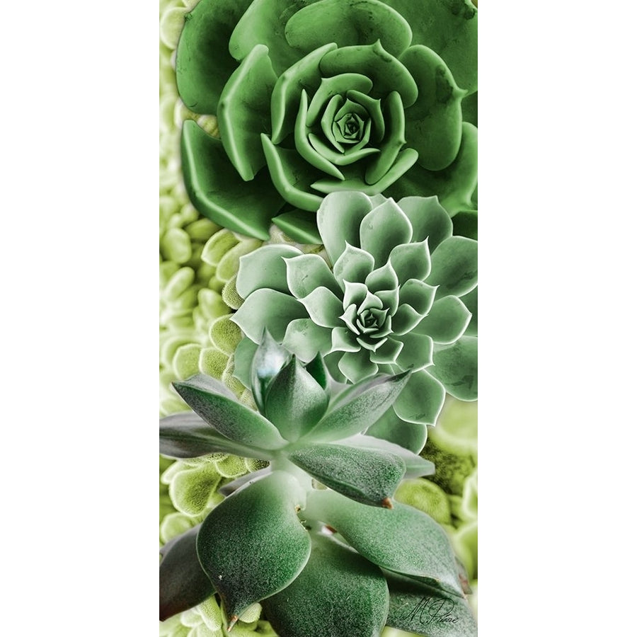 Adored Succulents 5 Poster Print by Marcus Prime-VARPDXMPRN054A Image 1