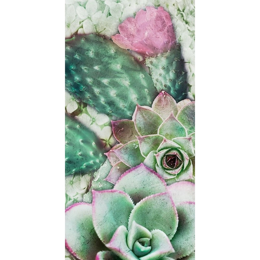 Springtime Succulents 3 Poster Print by Marcus Prime-VARPDXMPRN053A Image 1