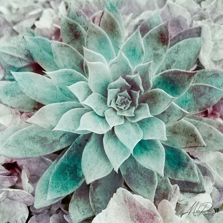 Springtime Succulents 2 Poster Print by Marcus Prime-VARPDXMPSQ243B Image 1