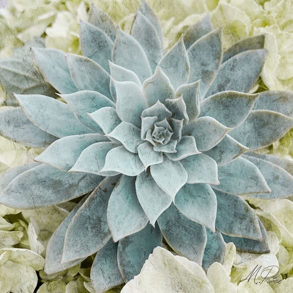 Adored Succulents 2 Poster Print by Marcus Prime-VARPDXMPSQ242B Image 1