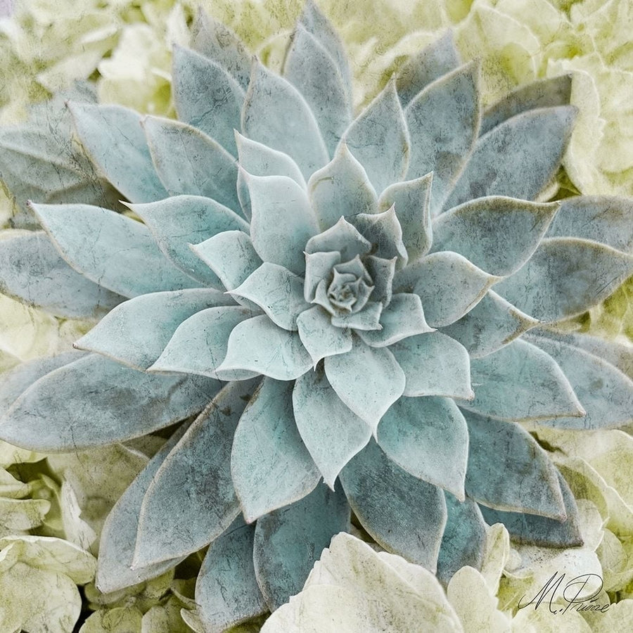 Adored Succulents 2 Poster Print by Marcus Prime-VARPDXMPSQ242B Image 1