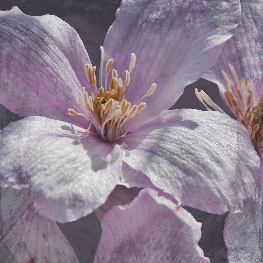 Lavender Explosion 1 Poster Print by Marcus Prime-VARPDXMPSQ275A Image 1