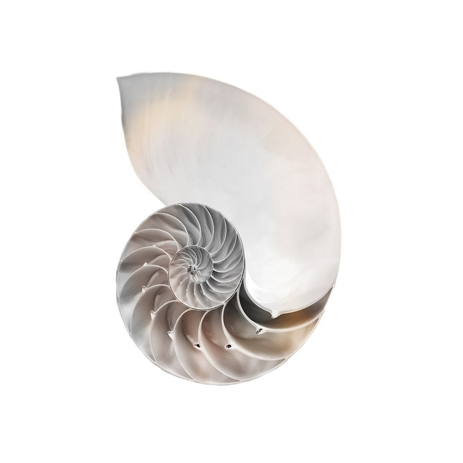 Calming Spiral Shell 2 by Marcus Prime-VARPDXMPSQ425D Image 1