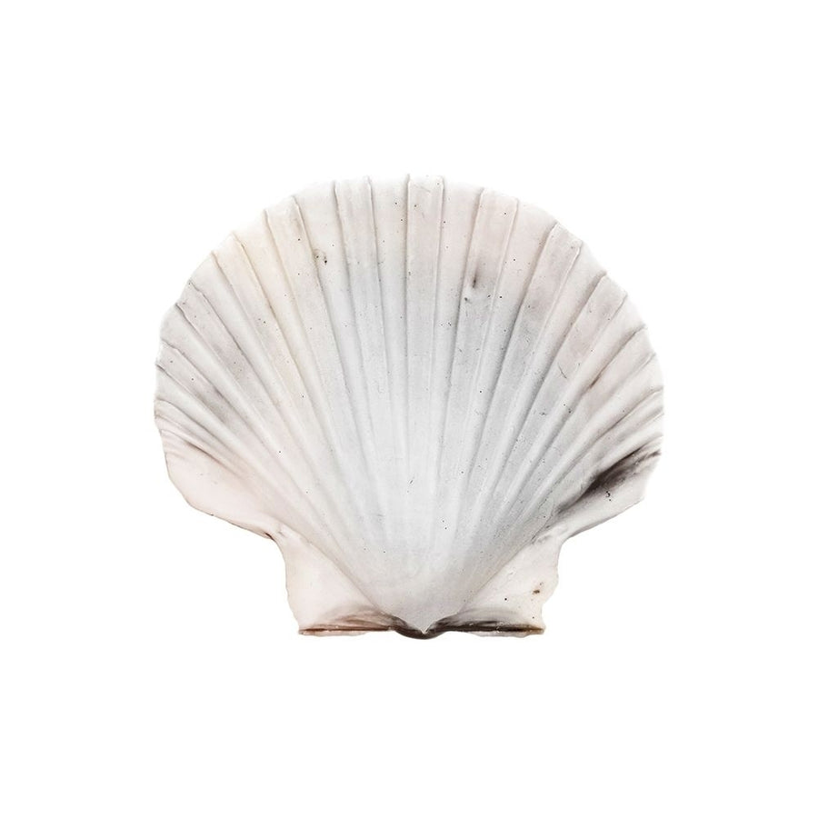 Calming Shell 2 by Marcus Prime-VARPDXMPSQ425A Image 1