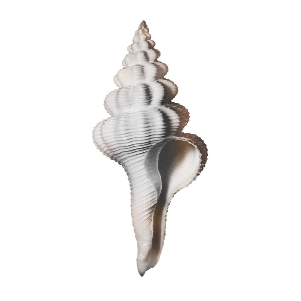 Calming Spiral Shell 2 by Marcus Prime-VARPDXMPSQ425B Image 1