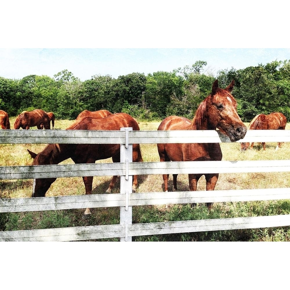 Horse Farm Poster Print by Mlli Villa-VARPDXMVRC144A Image 1