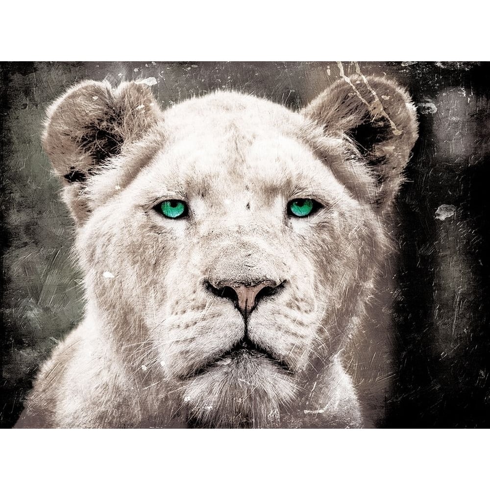 Lioness Look Poster Print by Mlli Villa-VARPDXMVRC171A Image 1