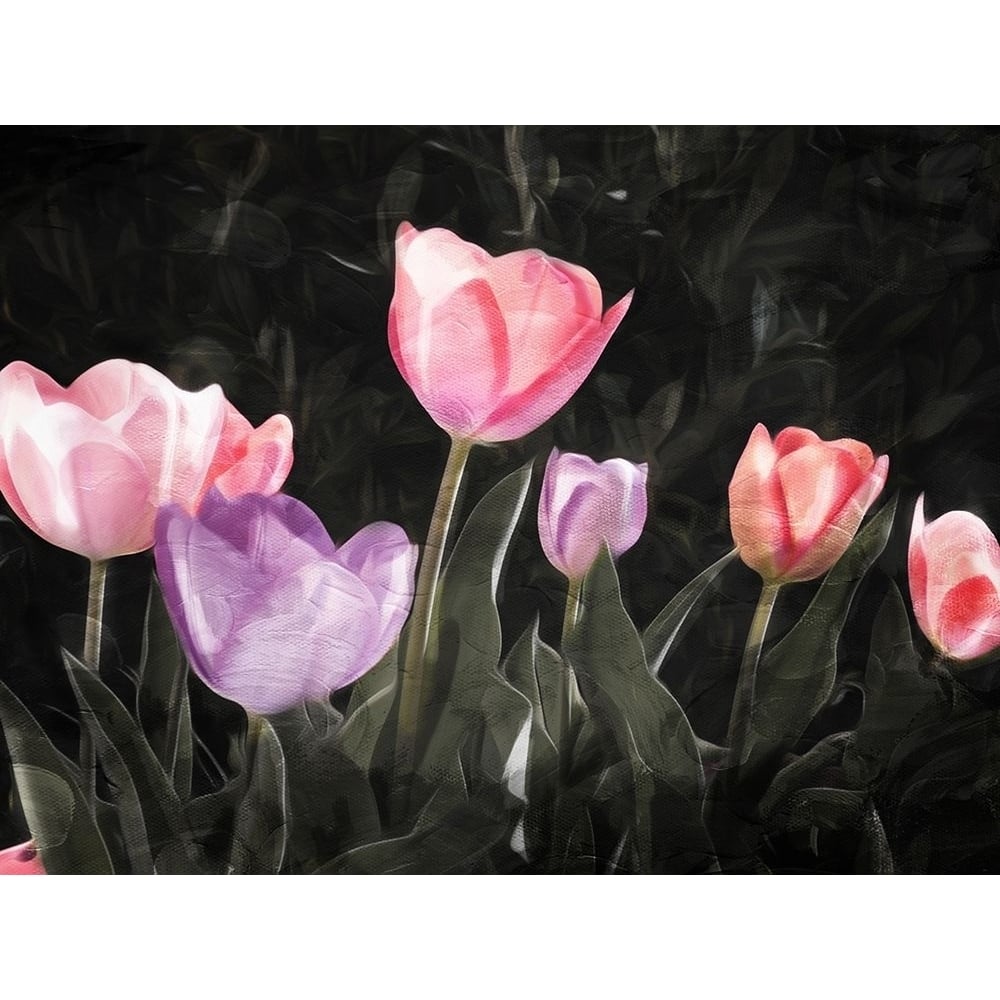 Tulips In The Dark Poster Print by Mlli Villa-VARPDXMVRC175A Image 1