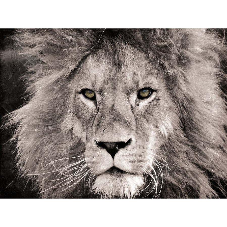 Lion Look Poster Print by Mlli Villa-VARPDXMVRC173A Image 1