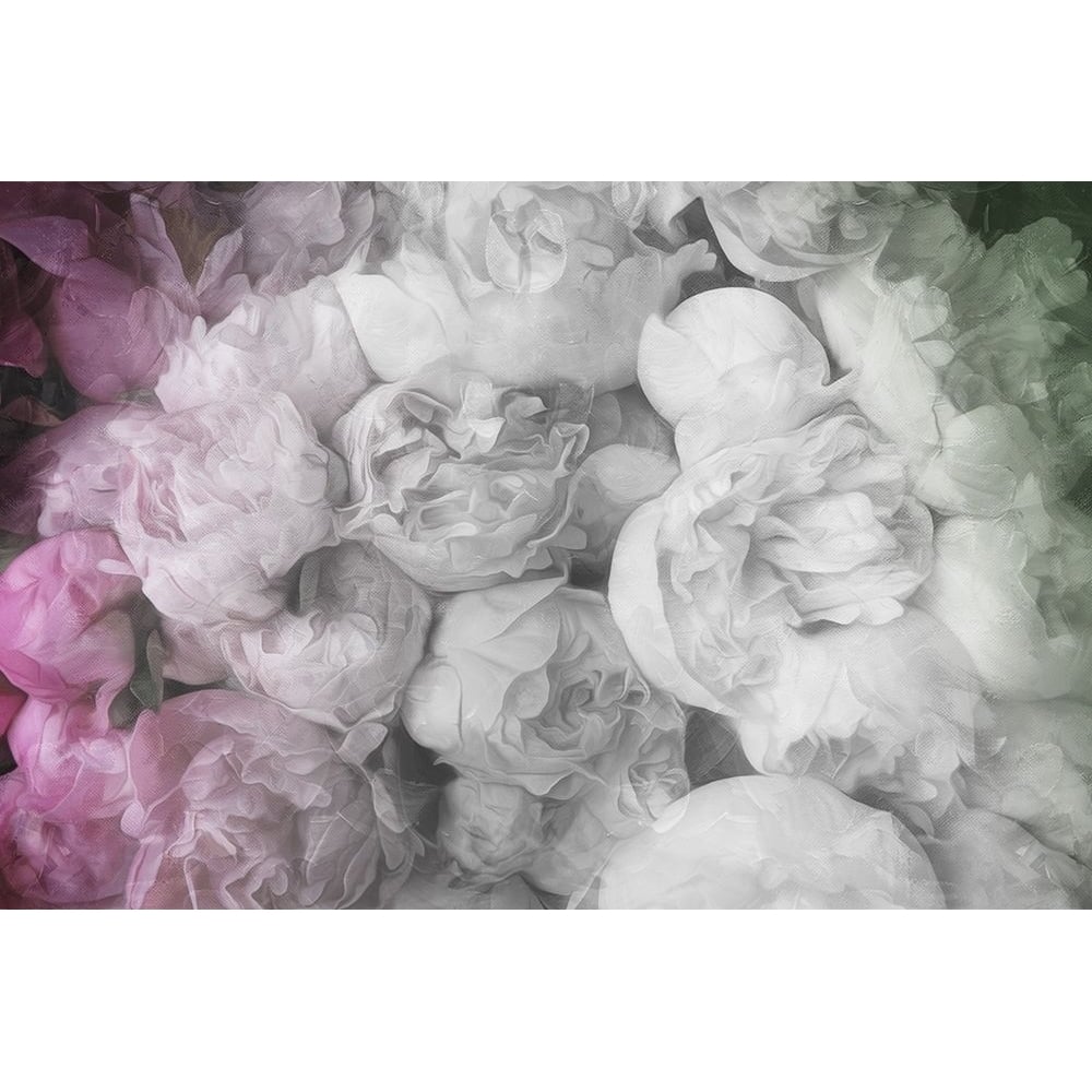 White to Pink Flowers Poster Print by Milli Villa-VARPDXMVRC229A Image 1