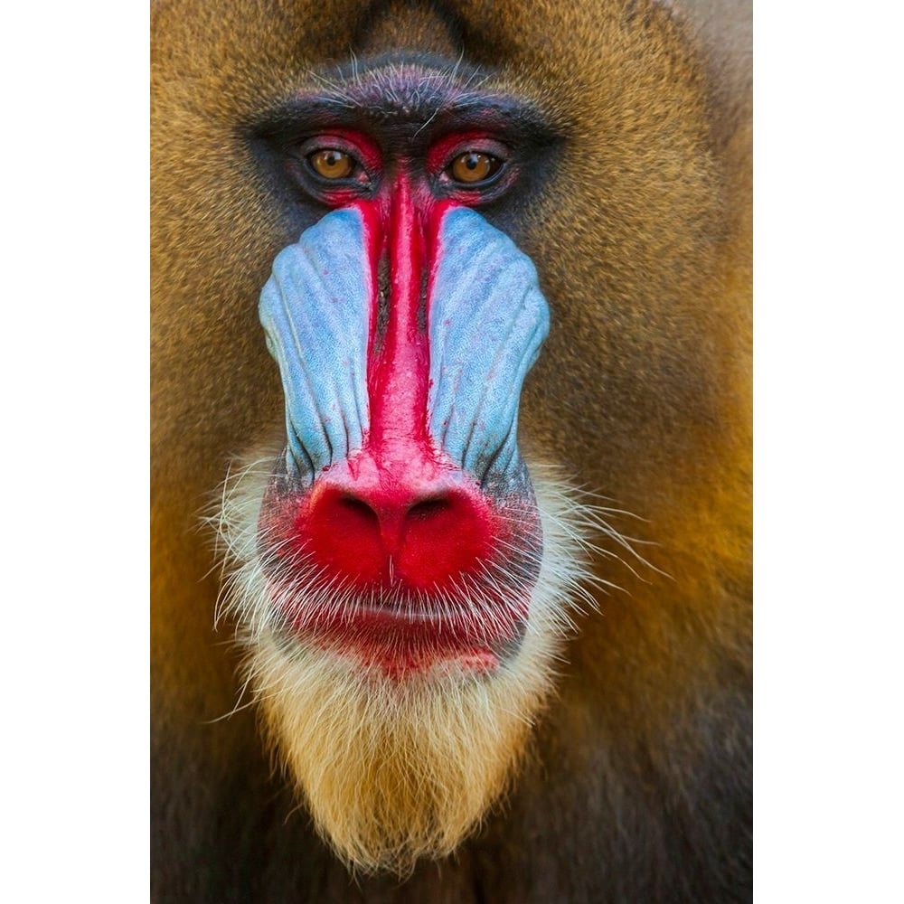 Close-up of the face of a mandrill-VARPDXNA02THA0004 Image 1