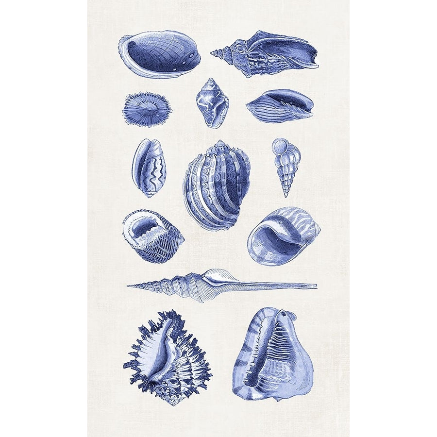 Blue Shells II Poster Print - Andrea Haase-VARPDXNH050A Image 1